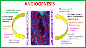 Image result for Angiogenesis