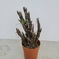 Image result for Xerophyta trichophylla