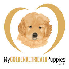 We are accepting reservations for our upcoming litters! My Golden Retriever Puppies Reviews Read Customer Service Reviews Of Mygoldenretrieverpuppies Com