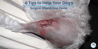 Medical tape will be placed on your wound once your staples are removed. 6 Tips To Help Your Dog S Surgical Wound Heal Faster Topdog Health