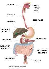 Organos Digestivo Rotulado Organos Del Aparato Digestivo Aparato Digestivo Humano Aparatos Del Cuerpo Humano