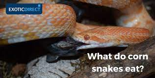 These birds like to eat snakes, and if it the serpent is small enough, they will gobble it down. Feeding Corn Snakes Exoticdirect