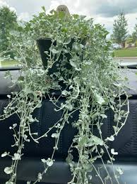 Image result for Dichondra