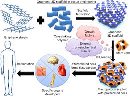 Full Text Graphene Based 3d Scaffolds In Tissue Engineering