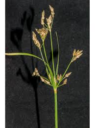 Image result for Fimbristylis dichotoma