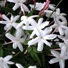Image result for Jasminum polyanthum