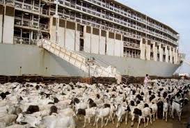 Livestock Carrier Sinks Off Gulf Of Aden Live Animals Livestock Carriers