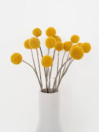 Maybe you would like to learn more about one of these? Pycnosorus Globosus Billy Buttons Seeds D H Seed Harvest Co