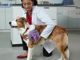 How do dogs get heartworm? Signs Your Dog May Have Heartworms Heartgard