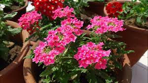 Check spelling or type a new query. Some Winter Flowering Plants With Names Youtube
