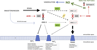 How aldosterone release in renin angiotensin aldosterone system? Could Renin Angiotensin Aldosterone System Activation Explain The Amputations Associated With Canagliflozin The Nitric Oxide Hypothesis Diabetes Research And Clinical Practice