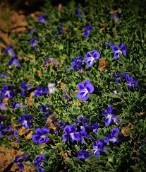 Image result for Aptosimum procumbens