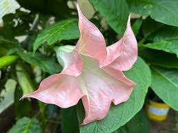 Image result for Brugmansia