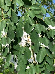 Image result for Moringa oleifera