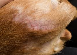 Image result for flea bites