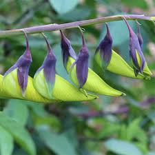 Image result for Crotalaria comosa