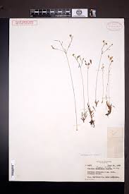 Image result for Talinum crispatulum