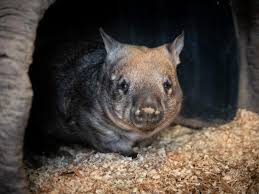 Image result for Southern hairy-nosed wombat