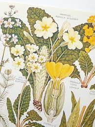 Pin On Blumen