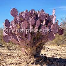 A bloom on a santa rita prickly pear cactus at the grocery store where i shop. Opuntia Santarita Purple Prickly Pear Buy Seeds At Rarepalmseeds Com