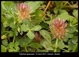 Image result for Trifolium spumosum