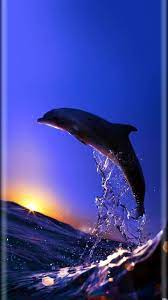 Wonderful Dolphin Wallpaper Dolphin Photos Beautiful Sea Creatures Underwater Animals