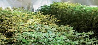 The critical mass of a fissionable material depends upon its nuclear properties. A Working Example Of Mr Nice Critical Mass Treating Yourself