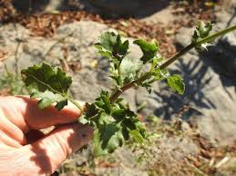 Image result for Cineraria deltoidea