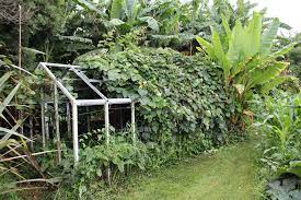 3.5 out of 5 stars. Kiwi Fruit Pod Easy Edible Gardening