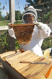 Evidence of them can be found in ancient greek and roman ruins. Strathcona Beekeepers Top Bar Hive Split