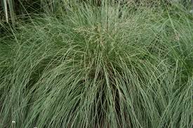 Image result for Sporobolus