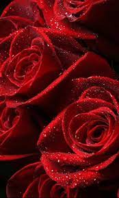 We have a massive amount of hd images that will make your computer or smartphone. Red Roses Alive Rose Wallpaper Red Rose Pictures Aesthetic Roses