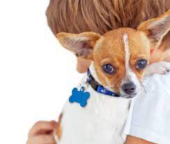 Hours may change under current circumstances Small Dog Rescue And Adoption Adopt A Small Dog Near You