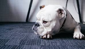 Some dogs will shed more than others, even within a breed. What Unethical Breeding Has Done To Bulldogs Puppy Leaks