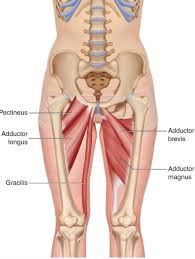 Muscle anatomy skeletal muscles groin muscles calf muscles. Groin Strains Vasta Performance Training And Physical Therapy