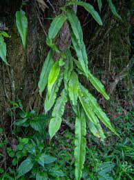 Image result for Oleandra distenta