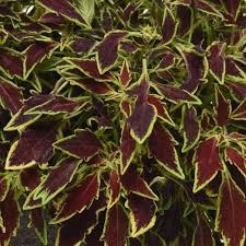 Image result for Coleus zombensis