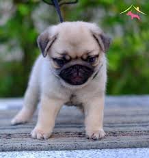 Pug Yavrular Kopek Dunyasi
