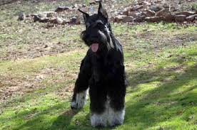 Testimonials what an awesome experience! Akc Reg Giant Schnauzer Puppies For Sale In Holland Arkansas Classified Americanlisted Com