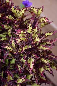 Image result for Coleus tetragonus