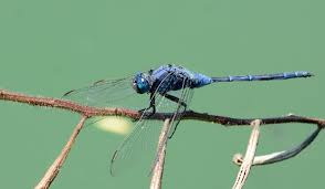 Image result for Trachyandra burkei