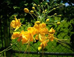 Image result for Caesalpinia cassioides