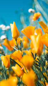 These images are free to download and use for personal use. Yellow Flower 4k 8k Hd Wallpapers Hd Wallpapers Id 32228
