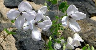 Image result for Lankesteria alba