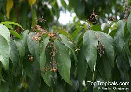 Image result for Sterculia subviolacea