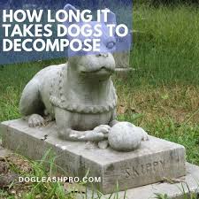 Check spelling or type a new query. How Long Does It Take For A Buried Dog To Decompose Buried Above Ground Dog Leash Pro