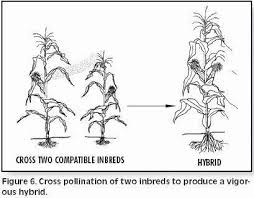 How Corn Hybrids Are Developed Farmwest