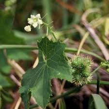 Image result for Sicyos