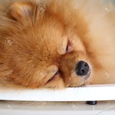 Weitere ideen zu tiere, süße tiere, tierbabys. Pommerschen Hund Susse Haustiere Schlafen Im Hause Lizenzfreie Fotos Bilder Und Stock Fotografie Image 43785614