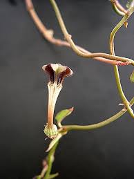 Image result for Ceropegia rendallii
